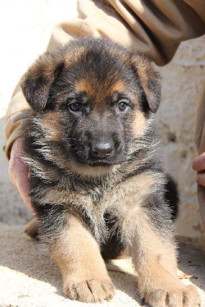 De Franquieres - Chiots disponibles - Berger Allemand